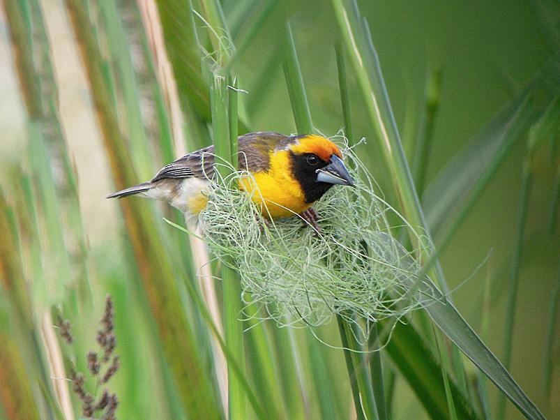Compact Weaver - eBird