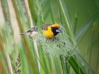 アフリカコウヨウジャク - eBird