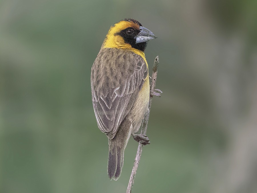 Compact Weaver - eBird