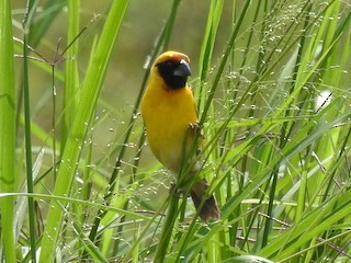 Compact Weaver - eBird
