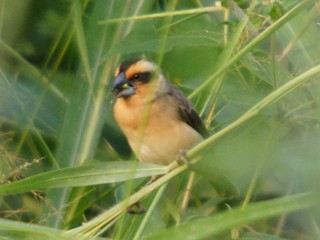 アフリカコウヨウジャク - eBird