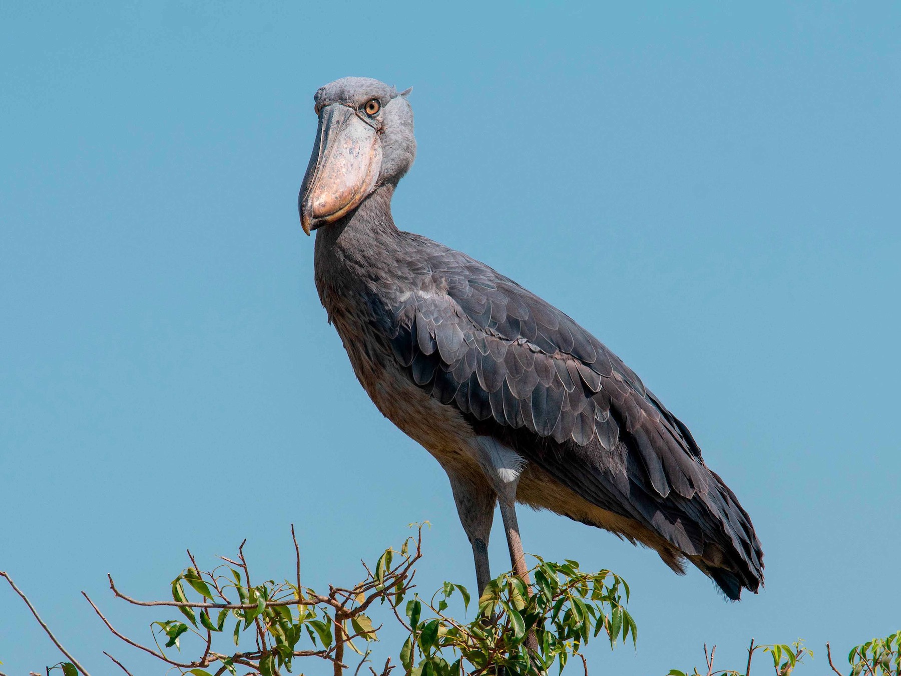 Shoebill - Jean-Louis  Carlo