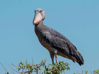 Shoebill - eBird