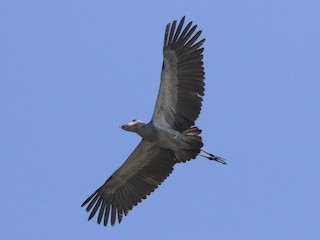 ハシビロコウ - eBird