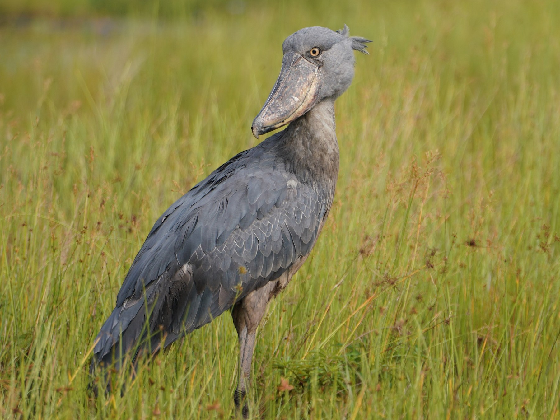 Shoebill - eBird