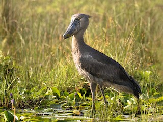 shoebill ハシビロコウ 可愛いカシシ - YouTube