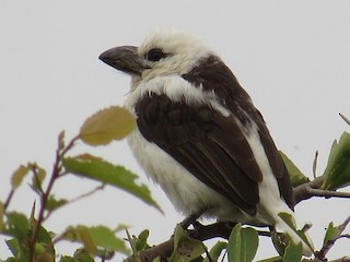 成鳥 (Brown-and-white) - James Kashangaki - ML241053511