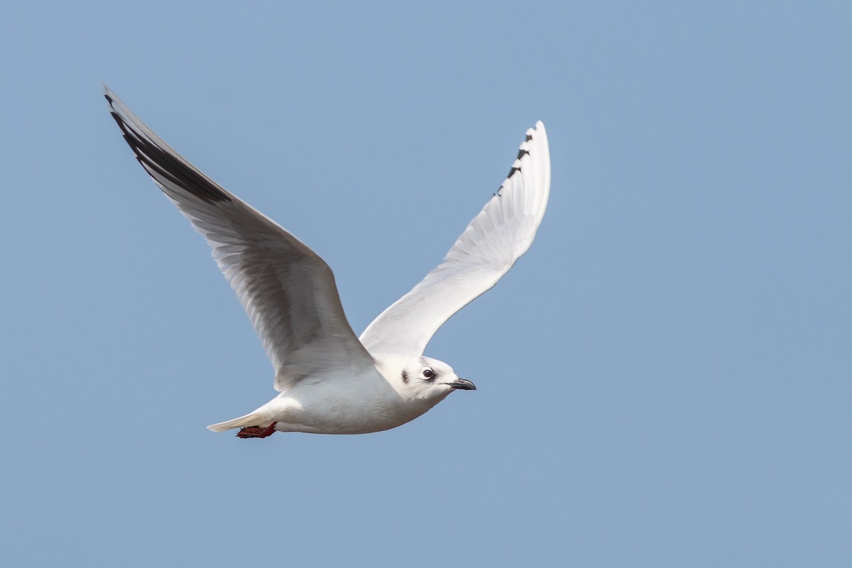 Saunders's Gull - Liang-Hsien 亮賢 Chiang 江