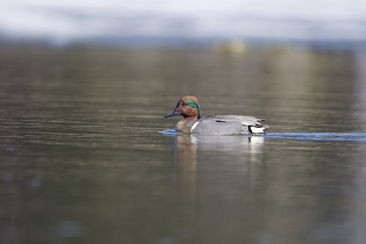 Green-winged Teal - ML241056781