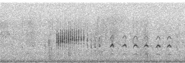 Aquatic Warbler - ML241061