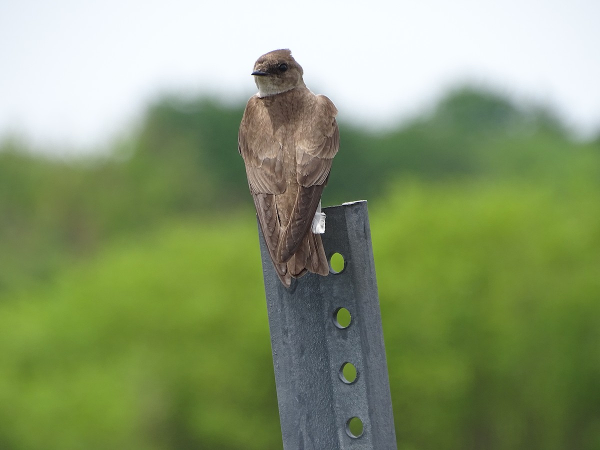 Northern Rough-winged Swallow - ML241064171