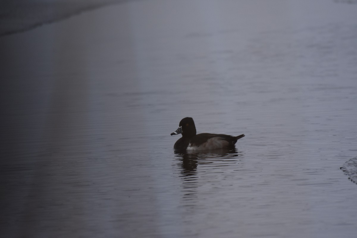 Ring-necked Duck - ML24106701