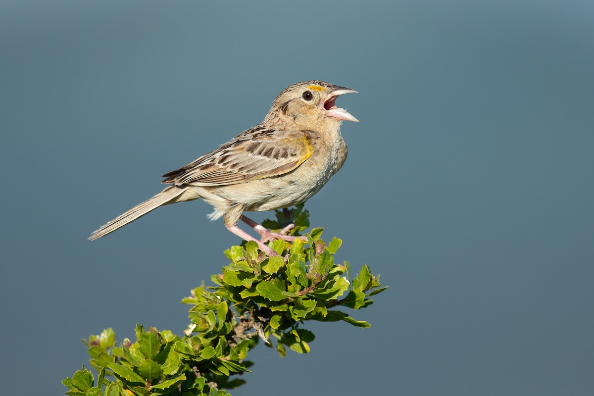 Grasshopper Sparrow - ML241067641