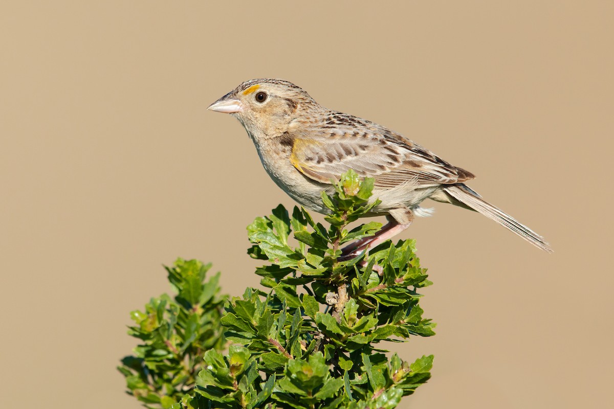 Grasshopper Sparrow - ML241067681