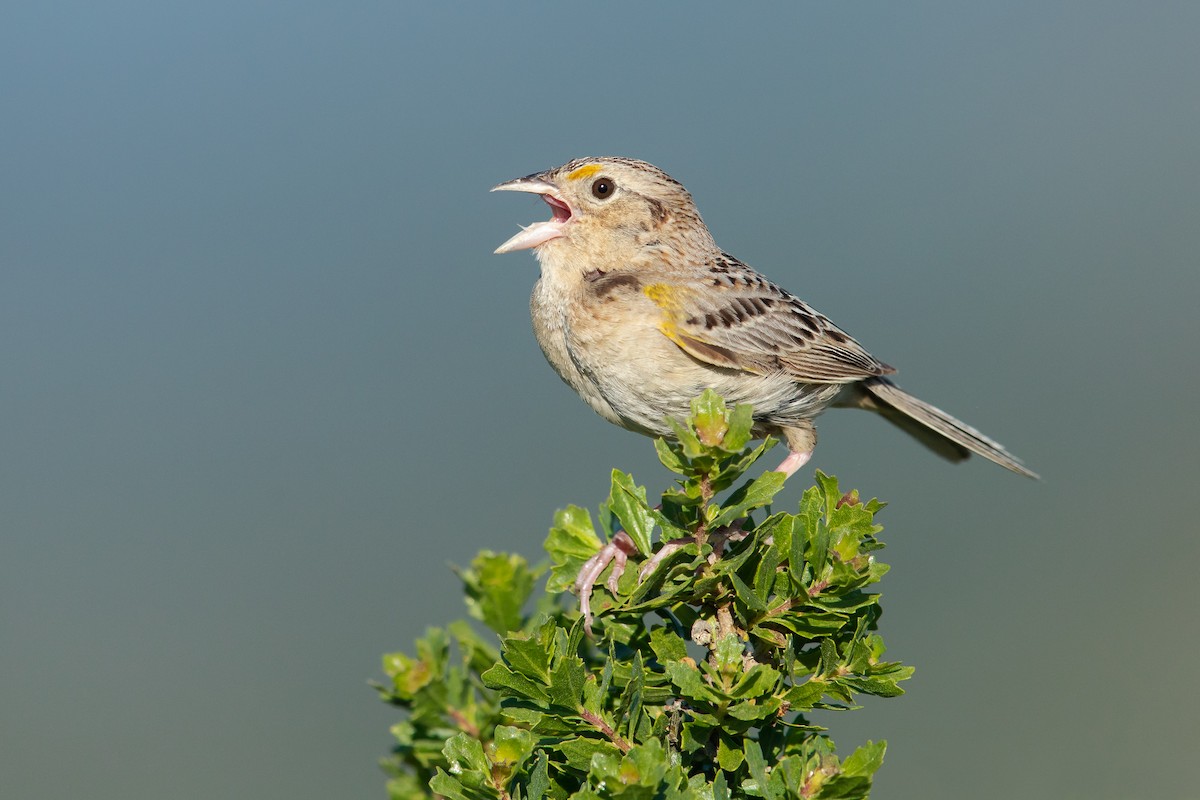 Grasshopper Sparrow - ML241067751