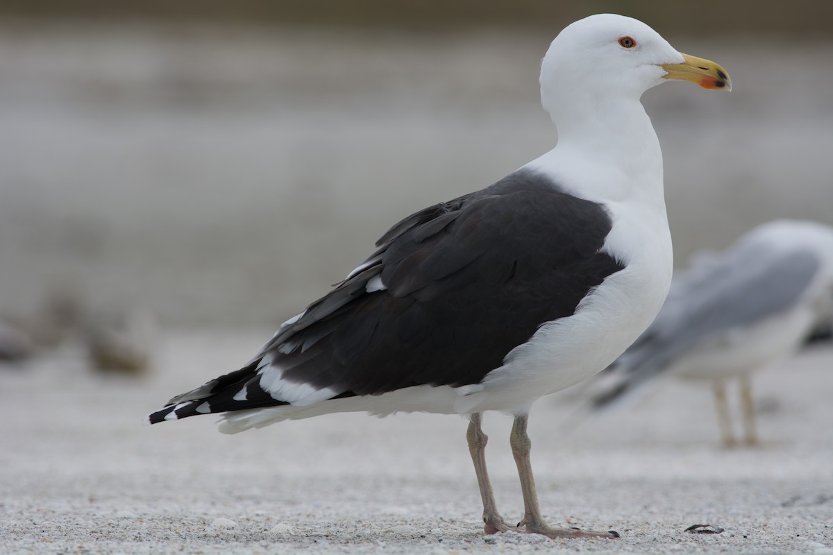 Great Black-backed Gull - nicholas kronick