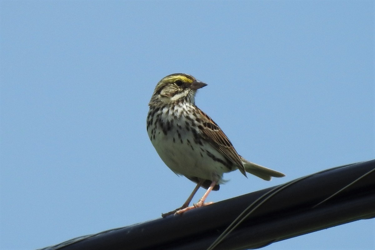 Savannah Sparrow - ML241070361