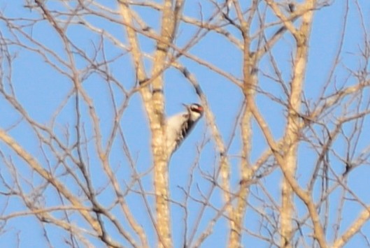 Downy Woodpecker - ML24107121