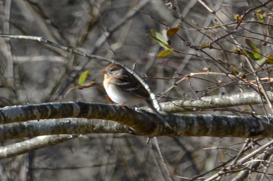 Field Sparrow - ML24107271