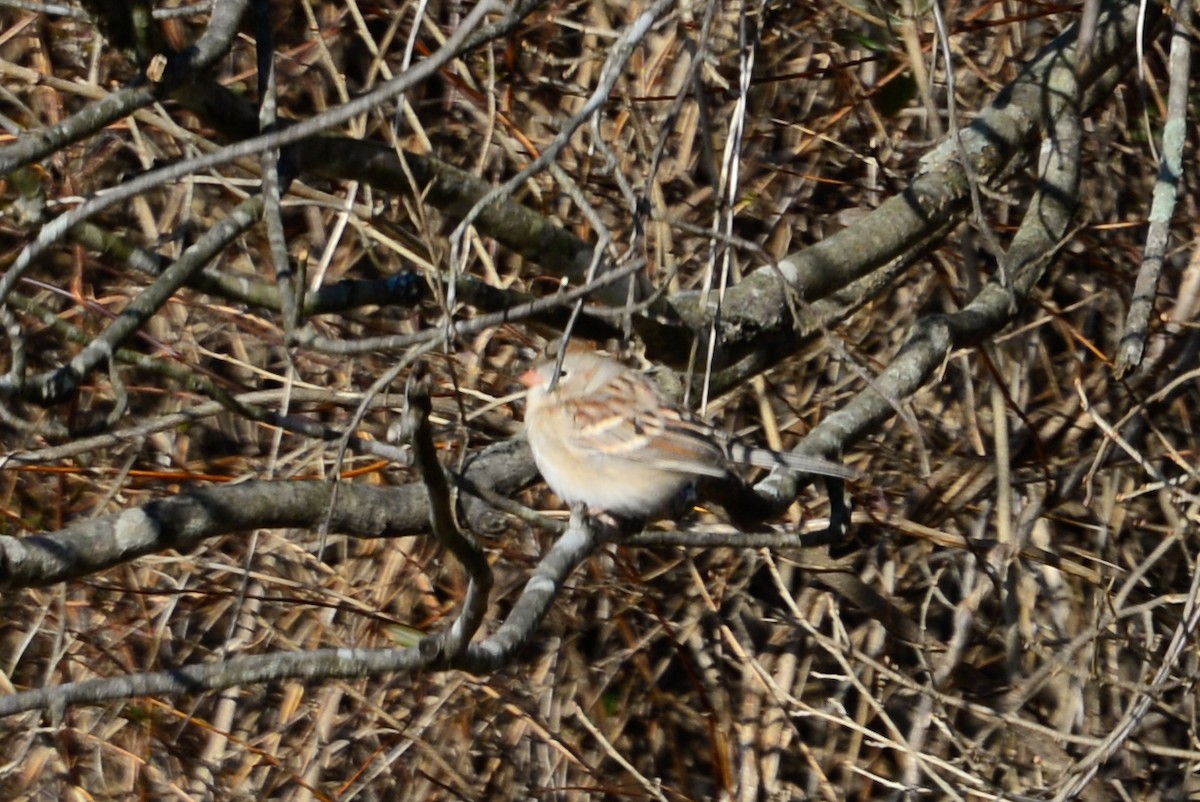 Field Sparrow - ML24107281