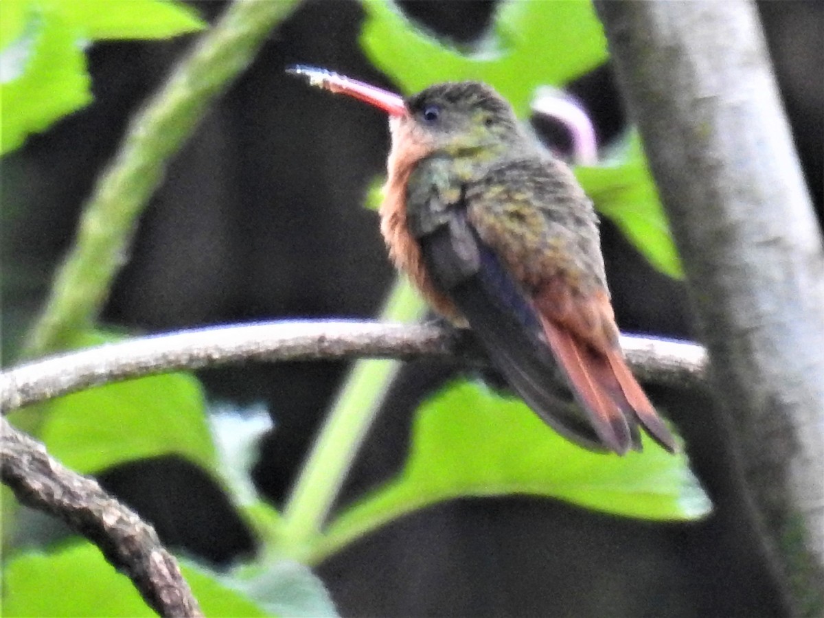 kolibřík ryšavý - ML241074241