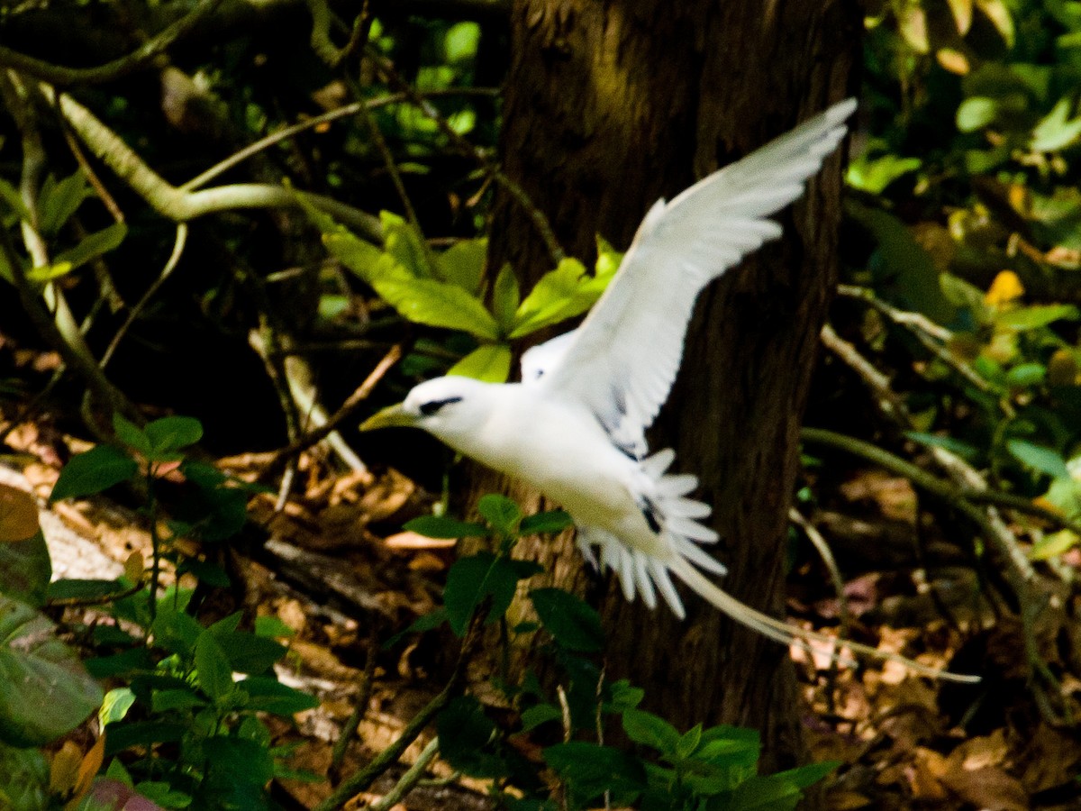 White-tailed Tropicbird - ML241074261