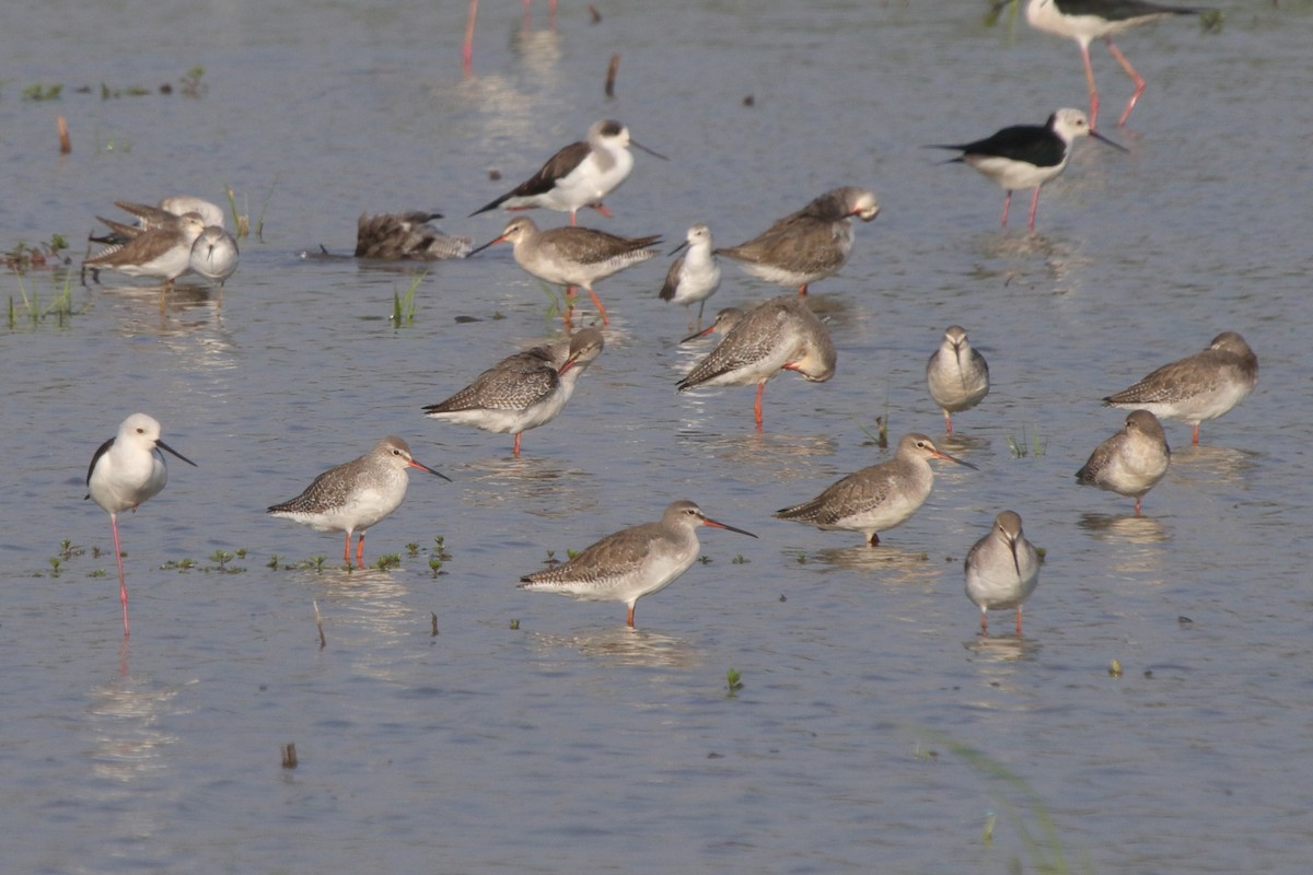 Spotted Redshank - ML241075331