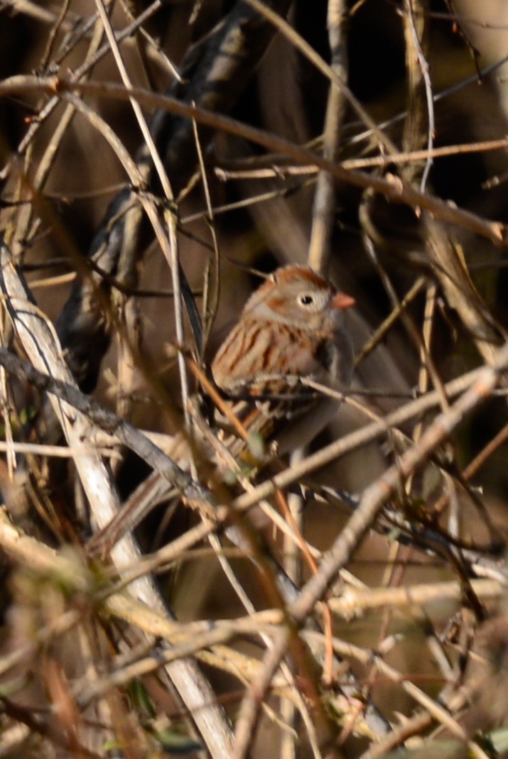 Field Sparrow - ML24107701