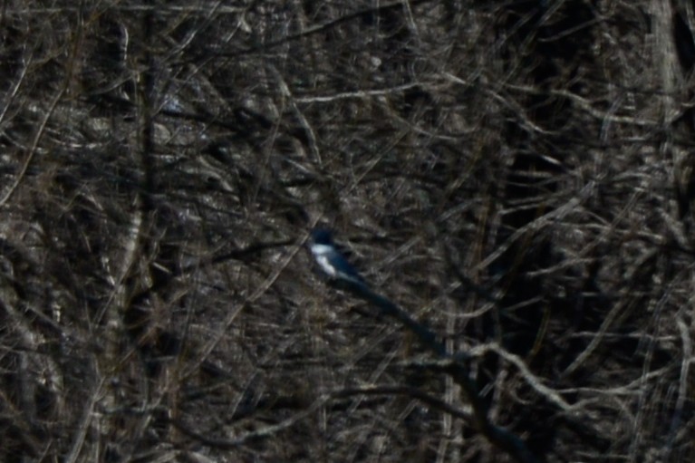 Belted Kingfisher - ML24107811