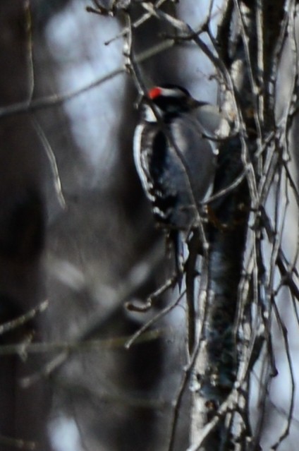 Downy Woodpecker - ML24107861