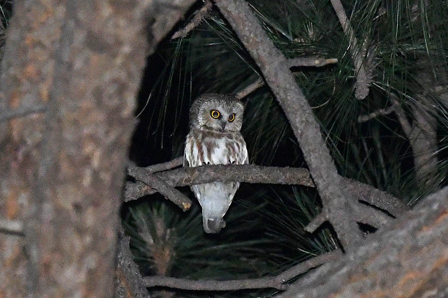 Northern Saw-whet Owl - Troy Hibbitts