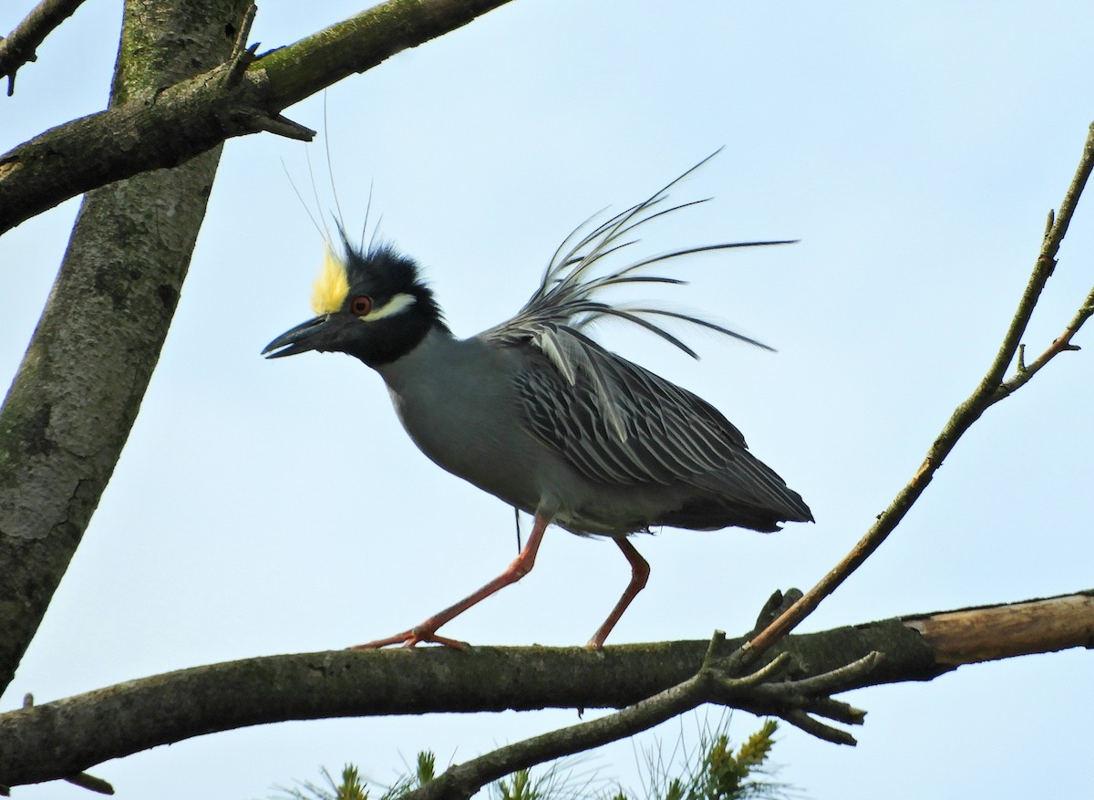 Yellow-crowned Night Heron - Sabrena Boekell