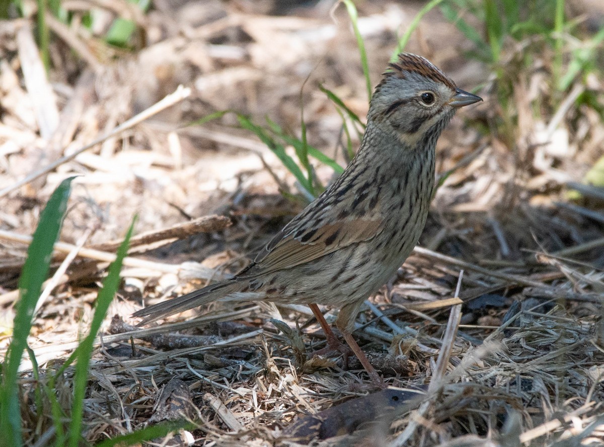 Lincoln's Sparrow - Philip Reimers