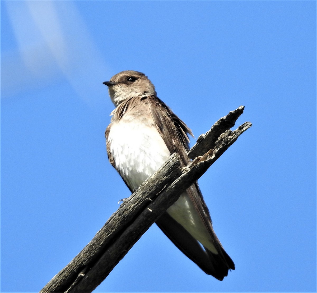 Northern Rough-winged Swallow - ML241080191