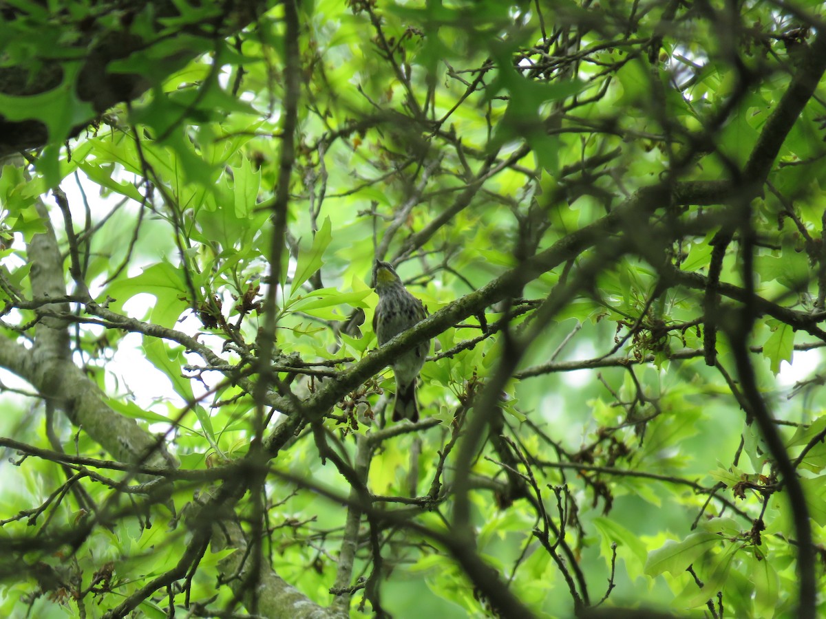 Yellow-rumped Warbler (Audubon's) - ML241082001