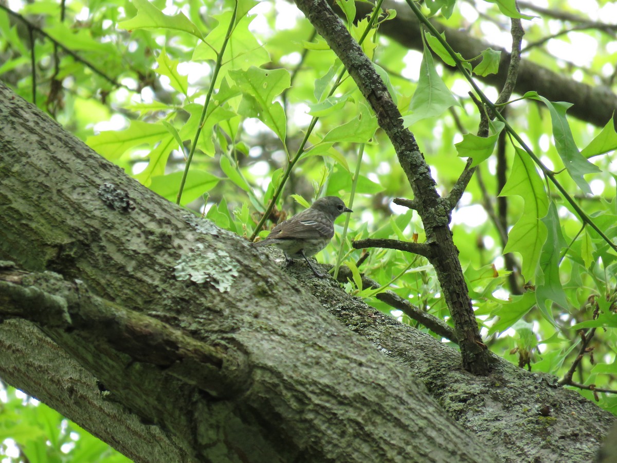 Yellow-rumped Warbler (Audubon's) - ML241082021