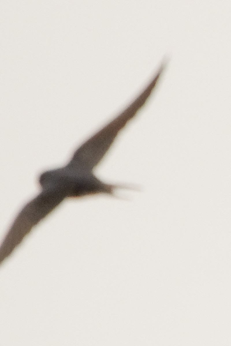 Barn Swallow - ML241082291