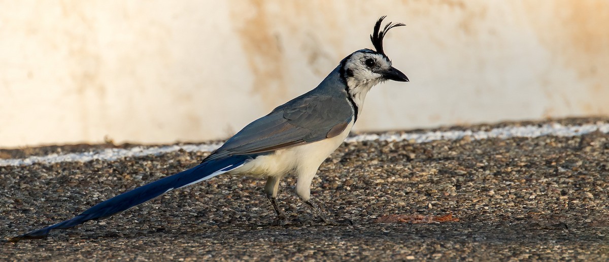 White-throated Magpie-Jay - ML241088681