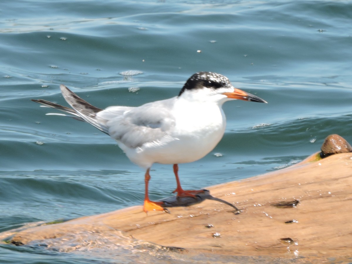 Forster's Tern - Melody Walsh