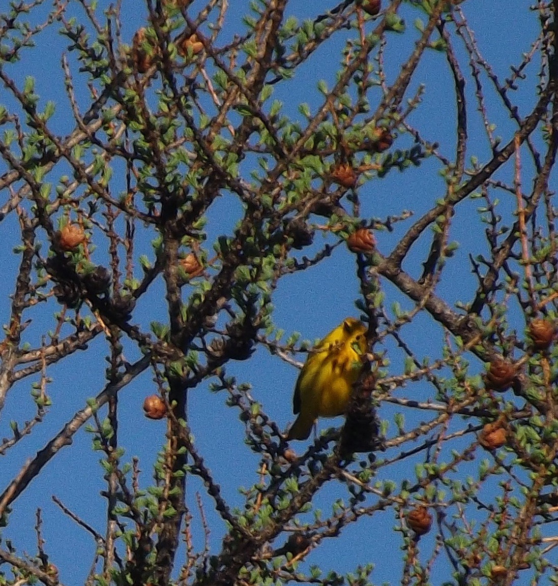 Yellow Warbler - ML241104151