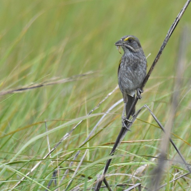Adult with food for nestlings. - Seaside Sparrow - 