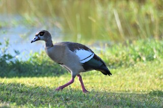 Egyptian Goose, ML241106151