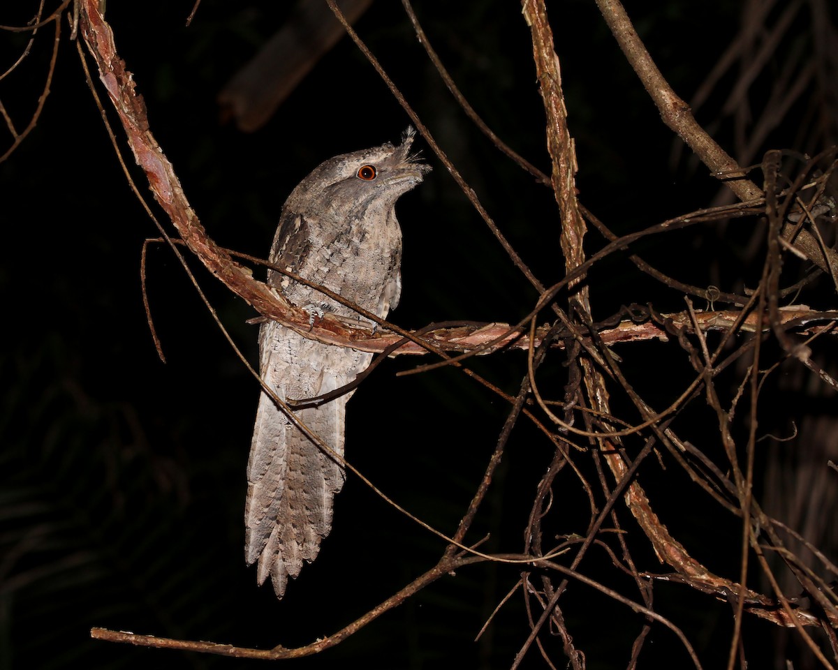 Marbled Frogmouth - ML241106281