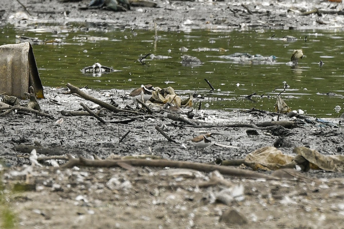 Common Ringed Plover - Magnus Andersson