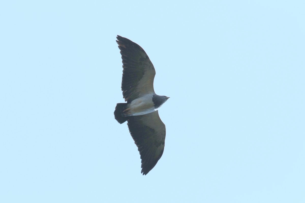Black-chested Buzzard-Eagle - ML241108561