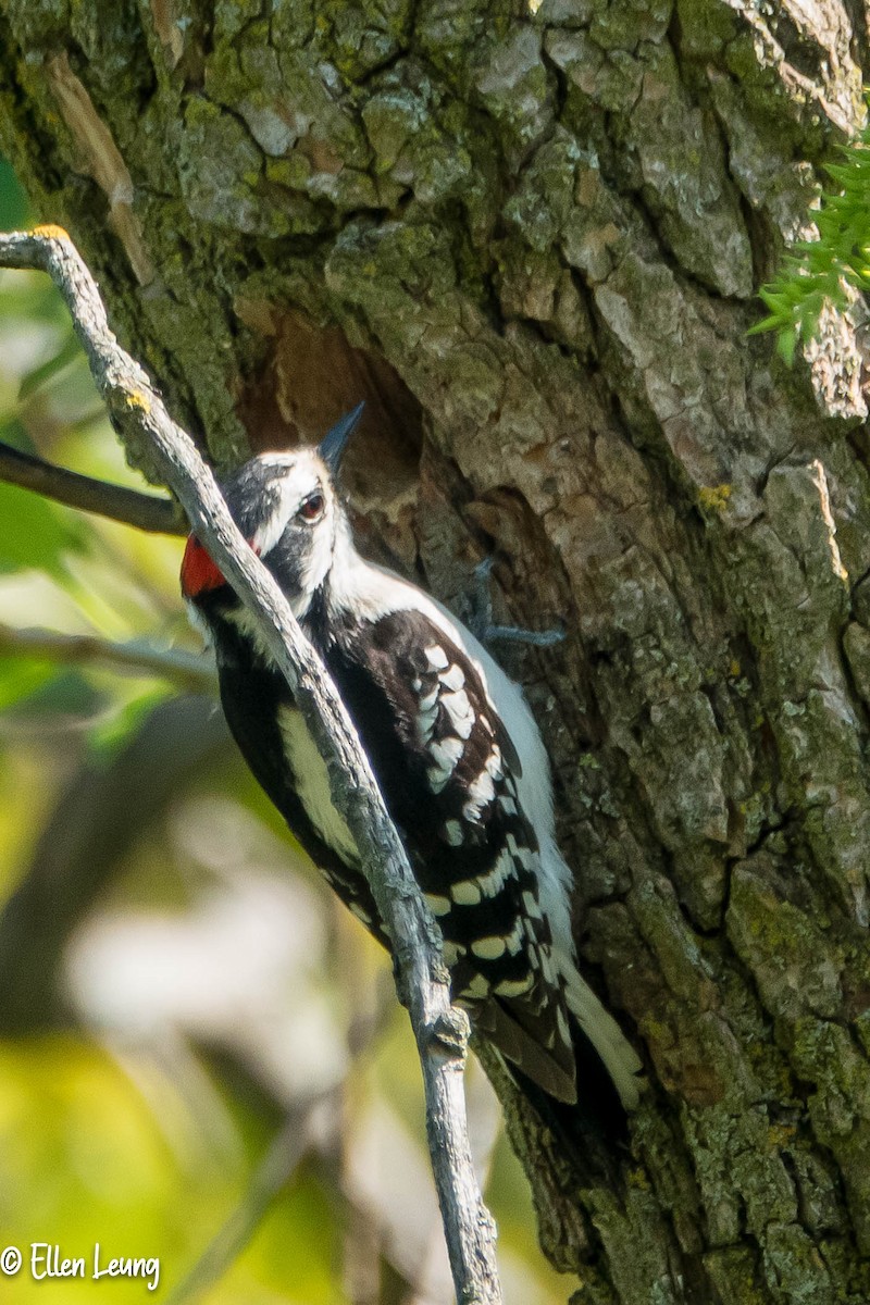 Downy Woodpecker - ML241109331