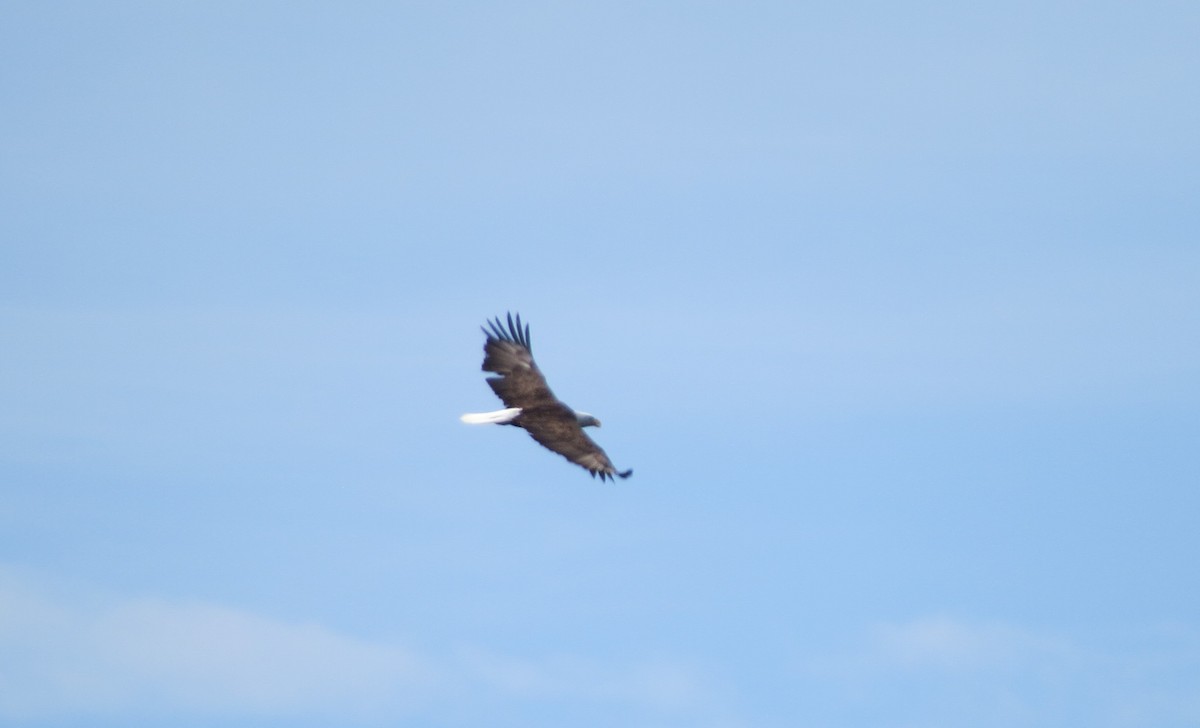 Maine Bird Atlas Checklist - 4 Jun 2020 - Plymouth Pond - 16 species