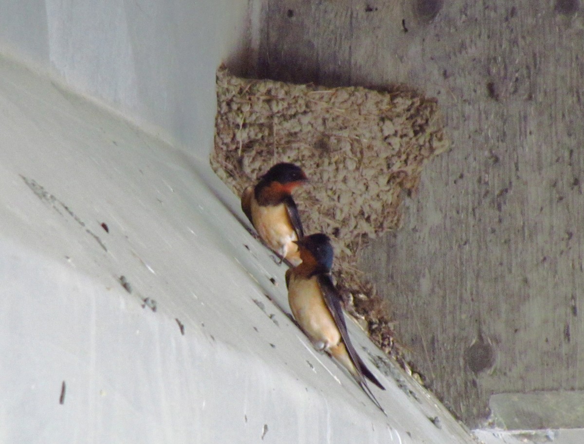 Barn Swallow - ML241110151