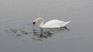 Mute Swan, ML24111021
