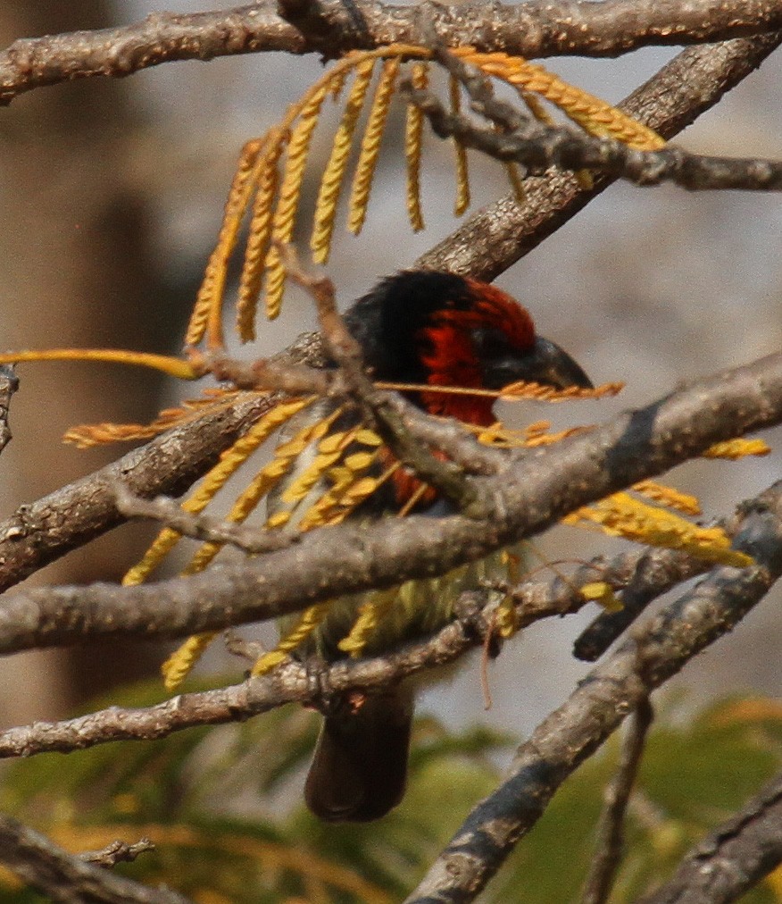 Black-collared Barbet - Cathy Sheeter